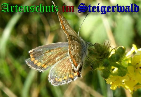 Copyright AiS/ 2009 Albert Meier Bild zum Eintrag (23807-160)