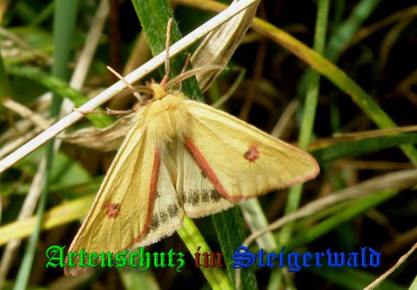 Copyright AiS- Albert Meier Bild zum Eintrag (23813-160)