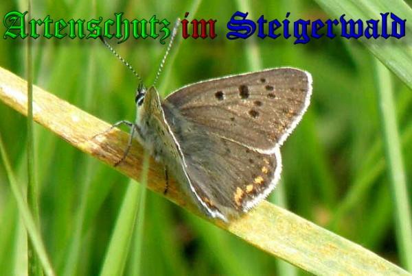 Copyright AiS / 2009 Albert Meier Bild zum Eintrag (23818-160)