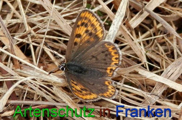 Copyright AiS- Albert Meier Bild zum Eintrag (23821-160)