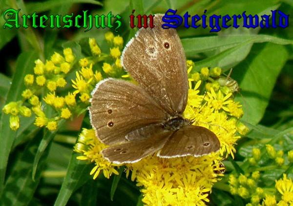 Copyright AiS / 2009 Albert Meier Bild zum Eintrag (23827-160)