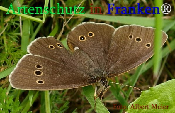 Copyright AiS Albert Meier Bild zum Eintrag (23829-160)
