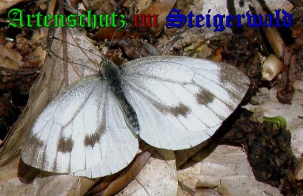 Copyright AiS / 2009 Albert Meier Bild zum Eintrag (23831-160)