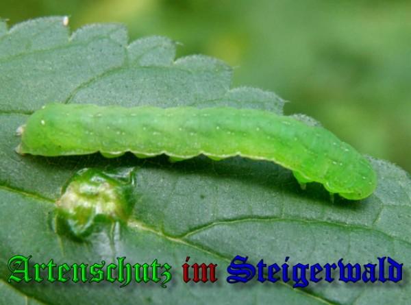 Copyright AiS / 2009 Albert Meier Bild zum Eintrag (23845-160)
