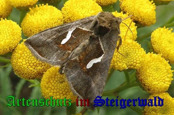 Copyright AiS / 2009 Albert Meier Bild zum Eintrag (23851-160)