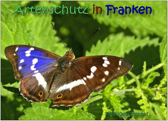 Copyright AiS Klaus Sanwald Bild zum Eintrag (23856-160)