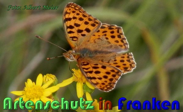 Copyright AiS Albert Meier Bild zum Eintrag (23860-160)