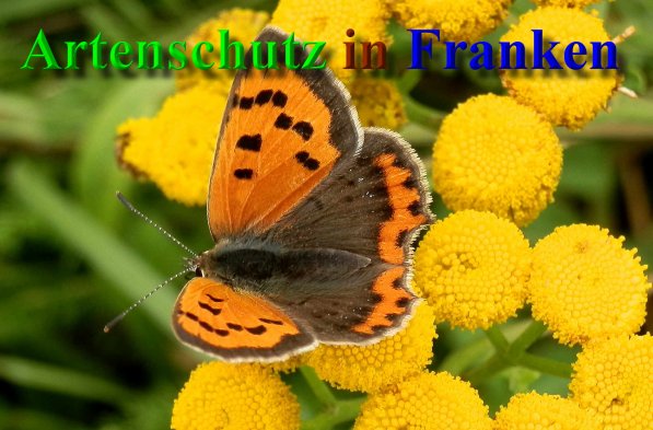 Copyright AiS- Albert Meier Bild zum Eintrag (23863-160)