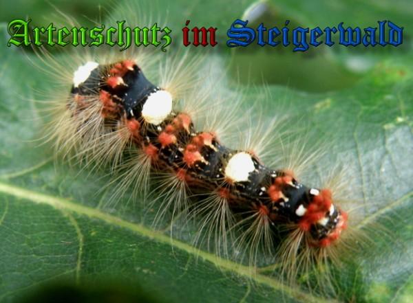 Copyright AiS / 2009 Albert Meier Bild zum Eintrag (23870-160)