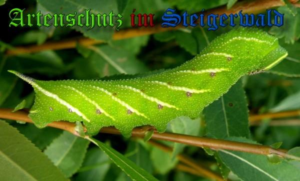 Copyright AiS / 2009 Albert Meier Bild zum Eintrag (23874-160)
