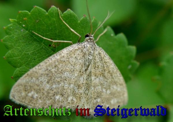Copyright AiS / 2009 Albert Meier Bild zum Eintrag (23878-160)