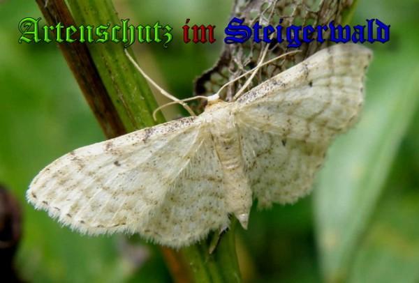 Copyright AiS / 2009 Albert Meier Bild zum Eintrag (23882-160)
