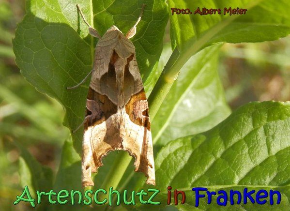 Copyright AiS Albert Meier Bild zum Eintrag (23897-160)