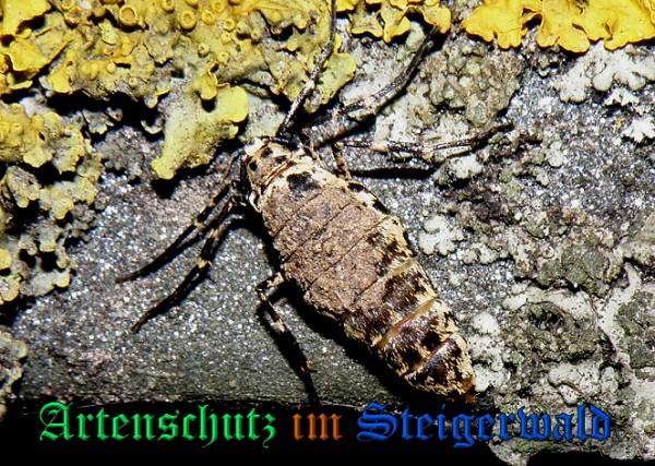 Copyright AiS / 2009 Albert Meier Bild zum Eintrag (23901-160)