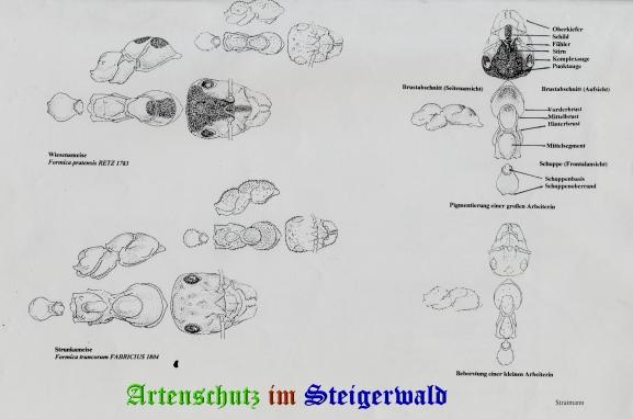 Copyright AiS / Stratmann Bild zum Eintrag (23958-160)