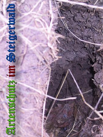 Copyright AiS / 2010 Greb Bild zum Eintrag (23968-160)