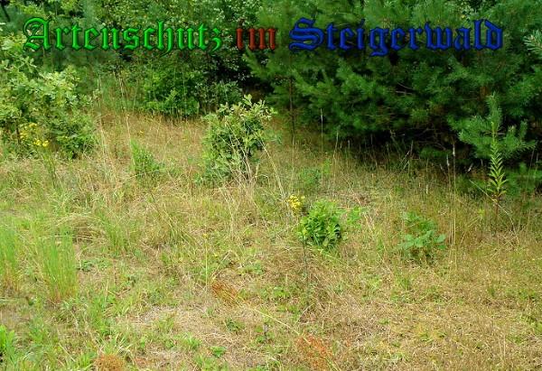 Copyright AiS / 2010 Albert Meier Bild zum Eintrag (23995-160)