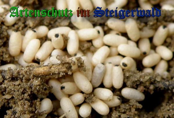 Copyright AiS / 2010 Albert Meier Bild zum Eintrag (23996-160)