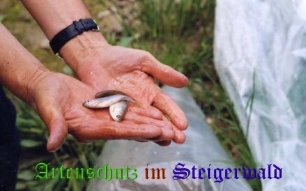 Copyright AiS / Köhler Bild zum Eintrag (24055-160)