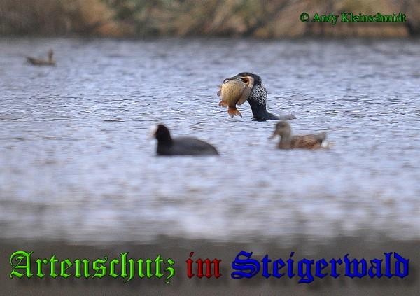 Copyright AiS / 2009 Andy Kleinschmidt Bild zum Eintrag (24060-160)
