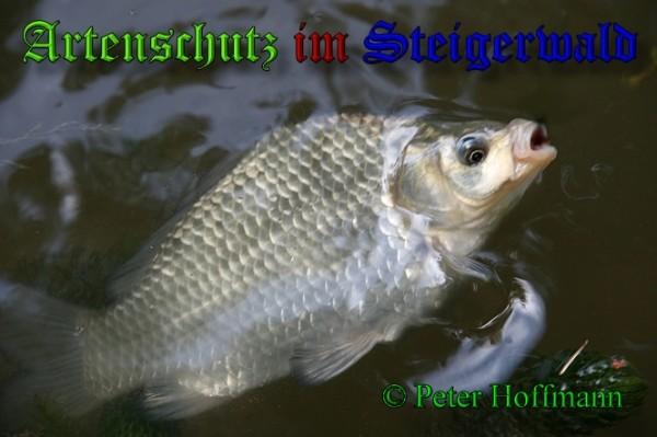 Copyright AiS / 2009 Peter Hoffmann Bild zum Eintrag (24061-160)