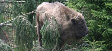 Copyright AiS / Hartmut Felgner Bild zum Eintrag (24072-160)