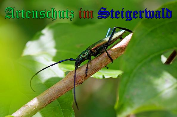 Copyright AiS- Neuberger Bild zum Eintrag (24096-160)