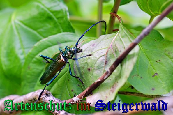Copyright AiS- Neuberger Bild zum Eintrag (24097-160)