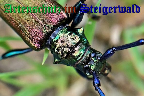 Copyright AiS- Neuberger Bild zum Eintrag (24098-160)