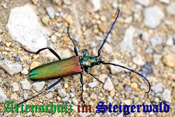 Copyright AiS- Neuberger Bild zum Eintrag (24099-160)