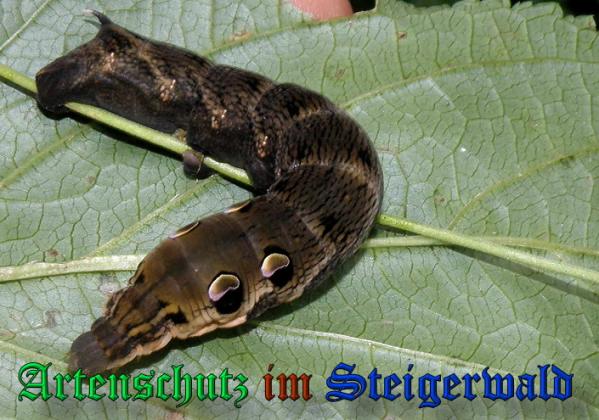 Copyright AiS- Albert Meier Bild zum Eintrag (24133-160)
