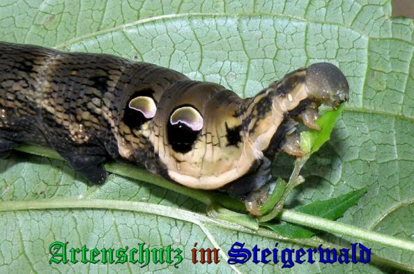 Copyright AiS- Albert Meier Bild zum Eintrag (24140-160)