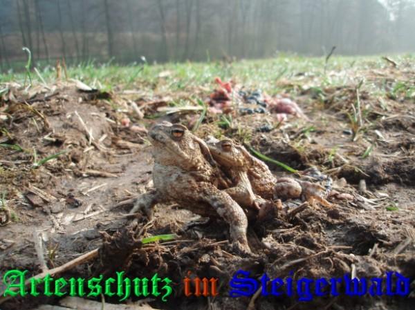 Copyright AiS / 2009 - Pfleiderer Bild zum Eintrag (24330-160)
