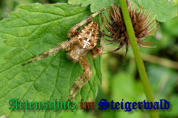Copyright AiS- Albert Meier Bild zum Eintrag (24476-160)