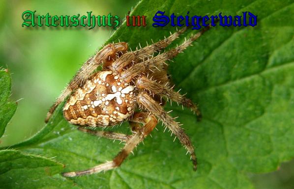 Copyright AiS- Albert Meier Bild zum Eintrag (24487-160)