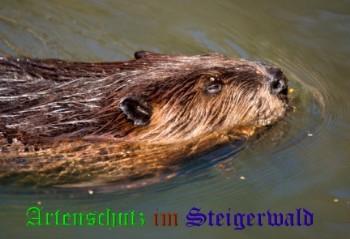 Copyright AiS Gehrig Bild zum Eintrag (24838-160)