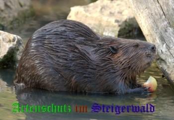Copyright AiS Gehrig Bild zum Eintrag (24839-160)
