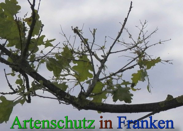 Copyright AiS- Albert Meier Bild zum Eintrag (25525-160)