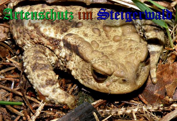 Copyright AiS- Albert Meier Bild zum Eintrag (26076-160)
