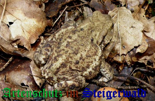 Copyright AiS- Albert Meier Bild zum Eintrag (26077-160)