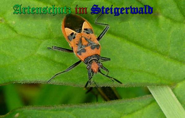 Copyright AiS- Albert Meier Bild zum Eintrag (26946-160)