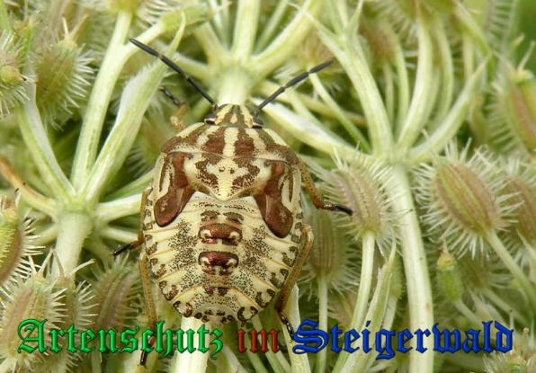 Copyright AiS- Albert Meier Bild zum Eintrag (27974-160)