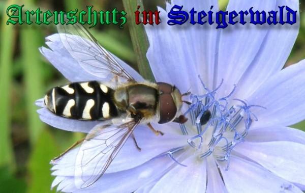 Copyright AiS / 2009 Albert Meier Bild zum Eintrag (28026-160)