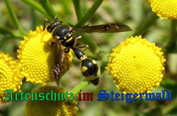 Copyright AiS / 2009 Albert Meier Bild zum Eintrag (28057-160)