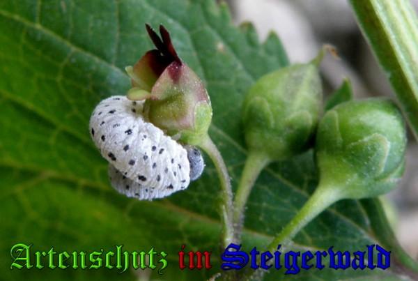 Copyright AiS / 2009 Albert Meier Bild zum Eintrag (28067-160)