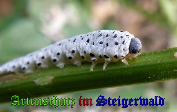 Copyright AiS / 2009 Albert Meier Bild zum Eintrag (28068-160)