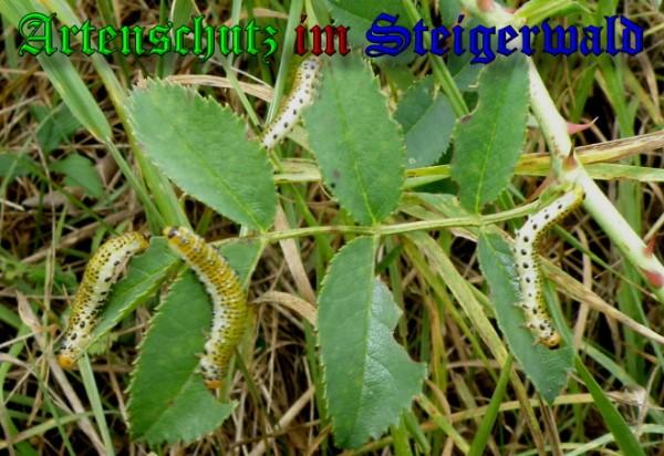 Copyright AiS / 2009 Albert Meier Bild zum Eintrag (28076-160)