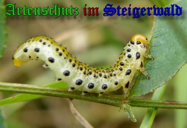 Copyright AiS / 2009 Albert Meier Bild zum Eintrag (28077-160)