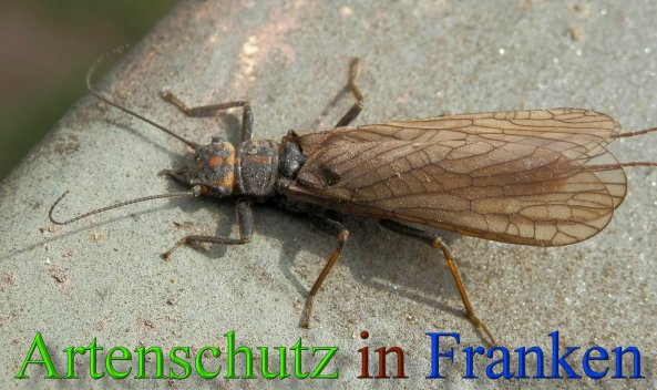 Copyright AiS- Albert Meier Bild zum Eintrag (28095-160)