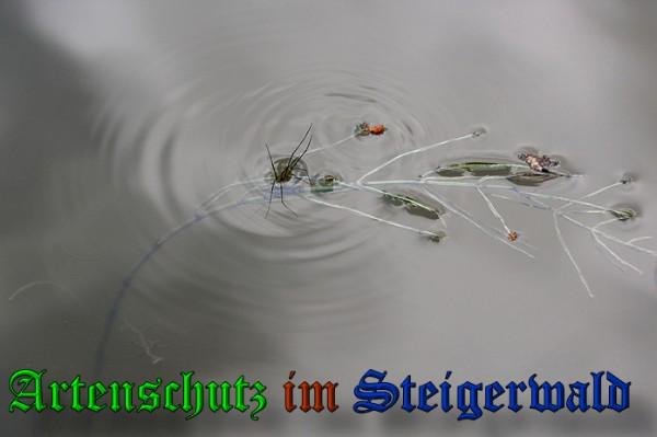 Copyright AiS / 2010 Neuberger Bild zum Eintrag (28098-160)